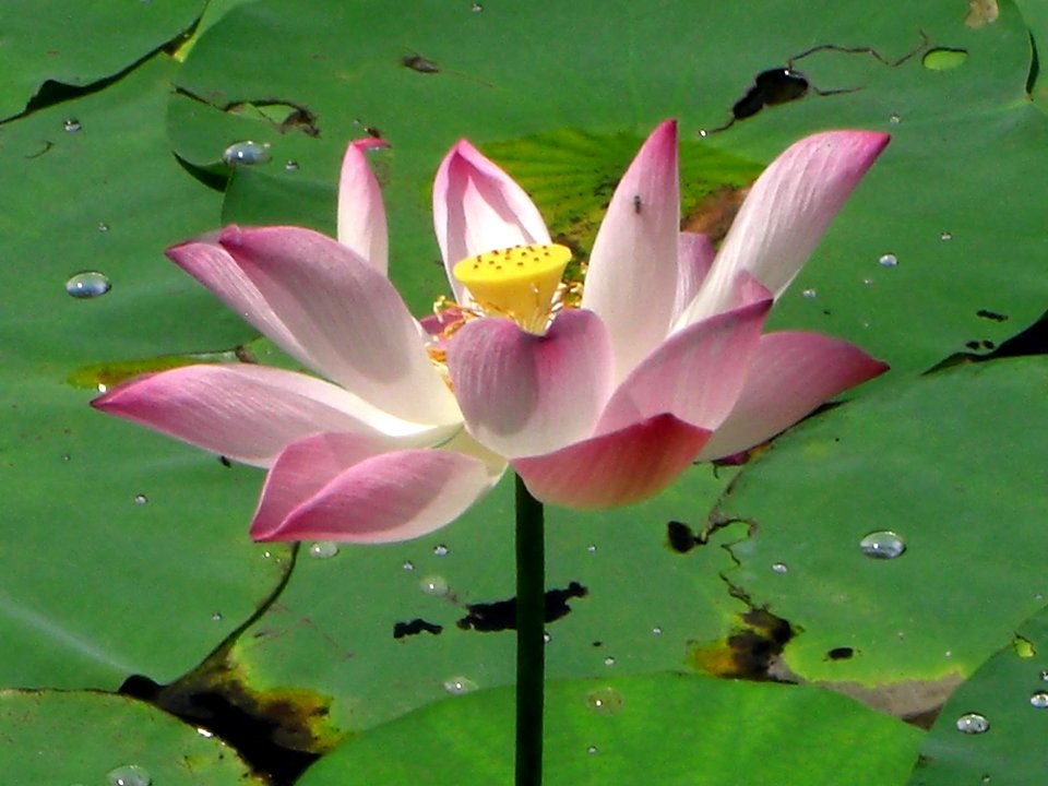 Nénuphar du Vietnam