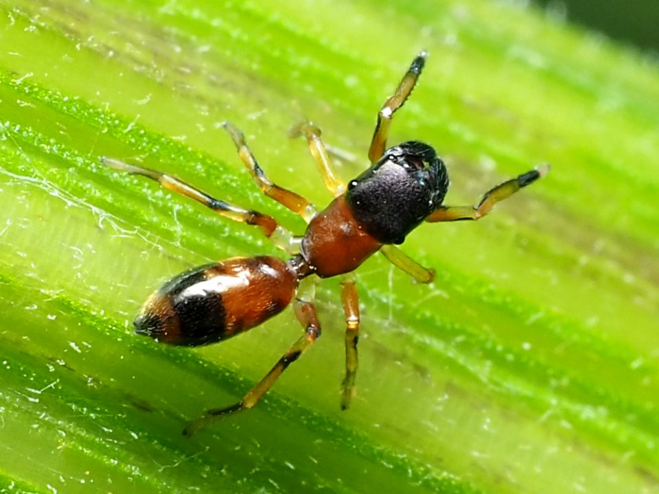 Myrmarachne formicaria 92865833