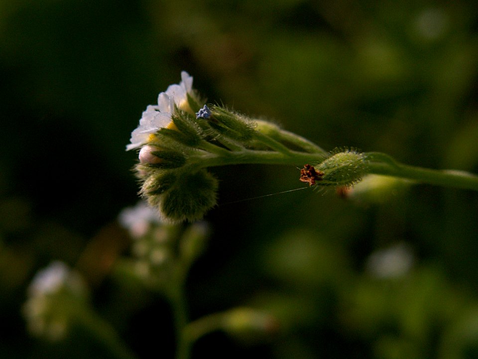 Myosotis laxa, 2015-06-12, Mount Lebanon, 05