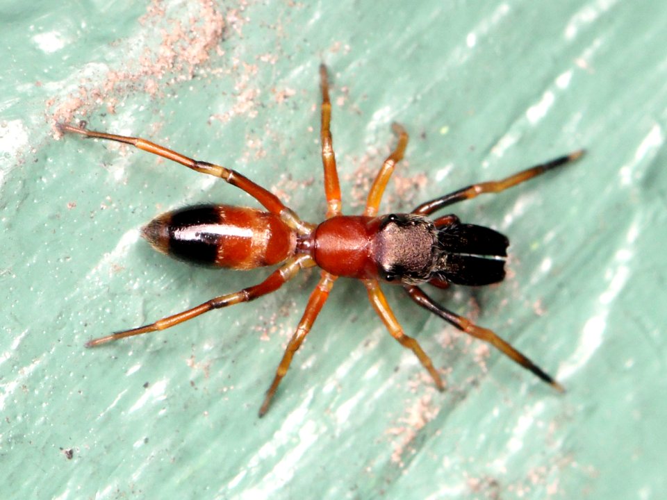 Myrmarachne formicaria 92685800