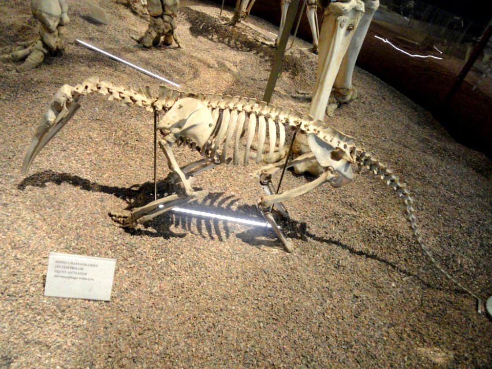 Myrmecophaga tridactyla skeleton - Finnish Museum of Natural History - DSC04520