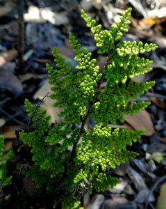 Myriopteris clevelandii