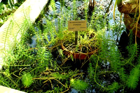 Myriophyllum aquaticum - Victoriahuset, Bergianska trädgården - Stockholm, Sweden - DSC00258