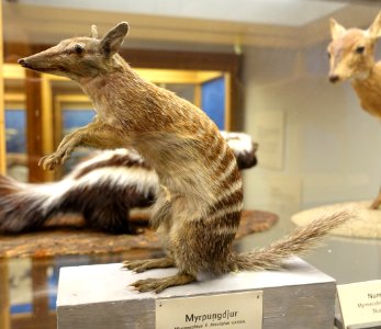 Myrmecobius fasciatus - Swedish Museum of Natural History - Stockholm, Sweden - DSC00656