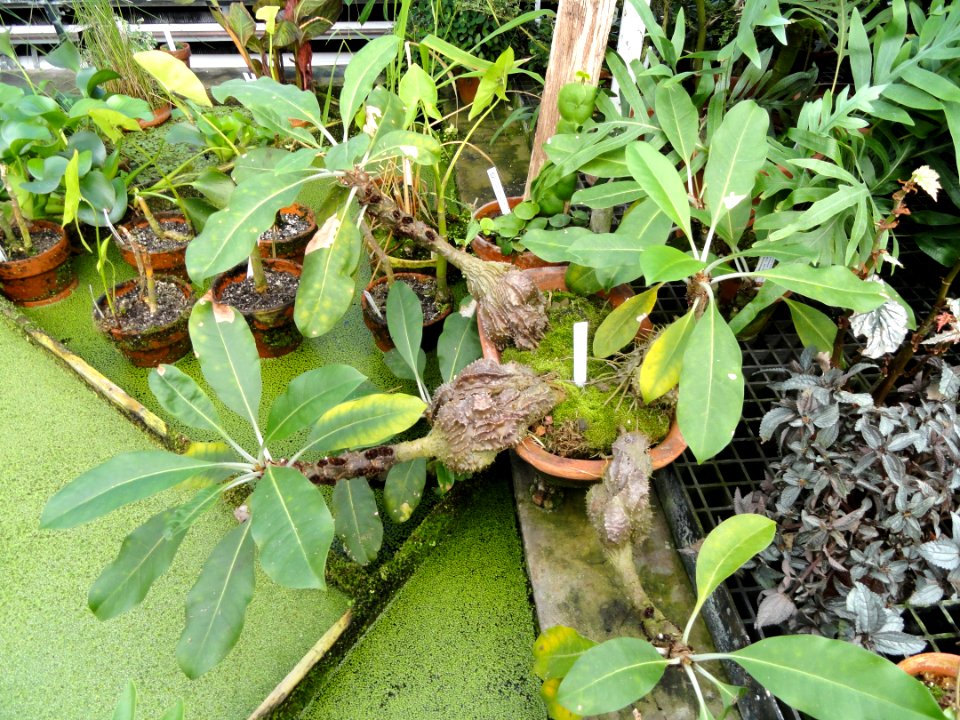 Myrmecodia platyrea - Lyman Plant House, Smith College - DSC04204