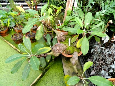 Myrmecodia platyrea - Lyman Plant House, Smith College - DSC04204 photo