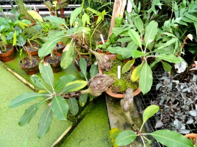 Myrmecodia platyrea - Lyman Plant House, Smith College - DSC04204