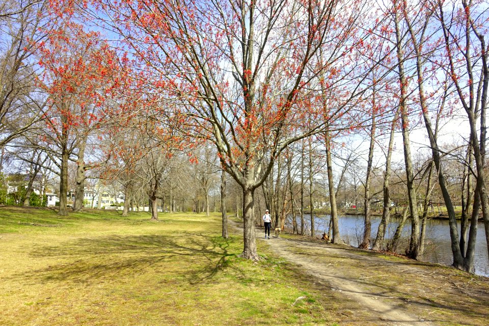 Mystic River Reservation - Arlington, MA - DSC00768