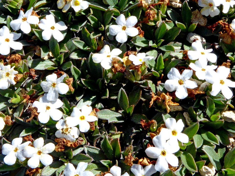 Myosotis colensoi 11871211