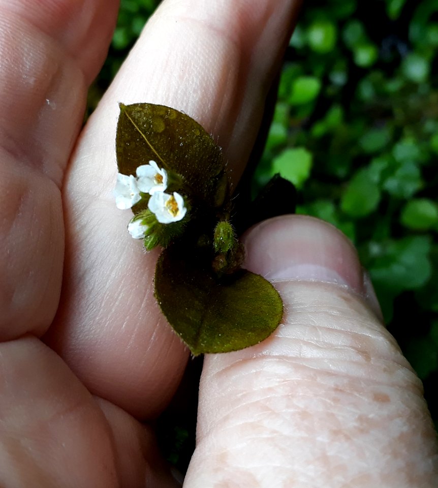 Myosotis forsteri 12936407
