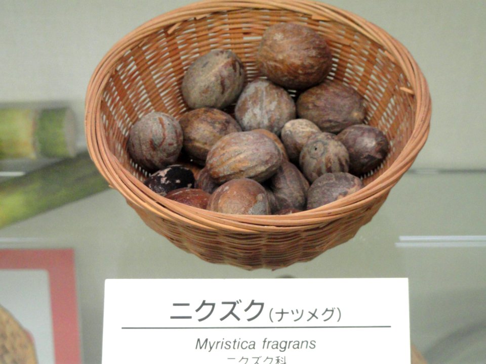 Myristica fragrans - Osaka Museum of Natural History - DSC07855