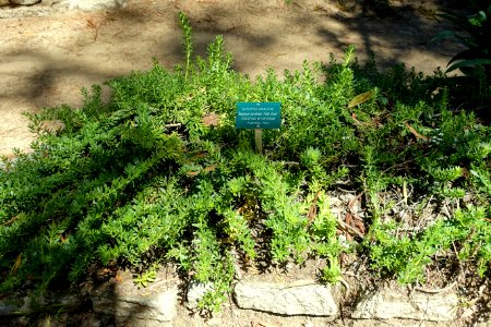 Myoporum parvifolium 'Putah Creek' - Mildred E. Mathias Botanical Garden - University of California, Los Angeles - DSC02757