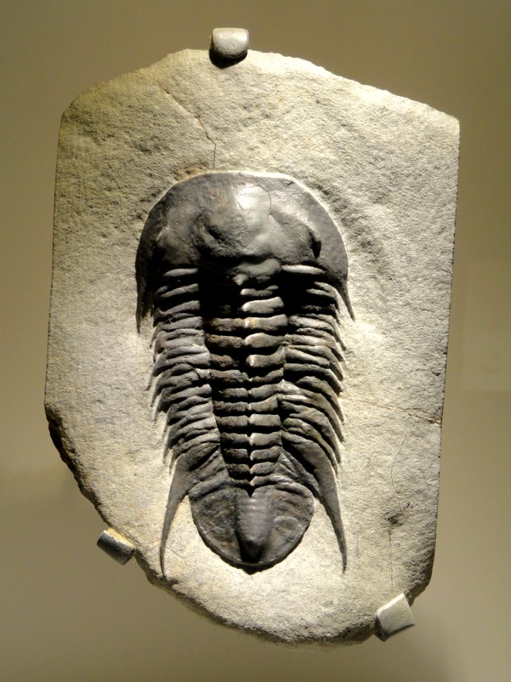 Myopsolenites boutiouiti, Middle Cambrian, Jbel Wawrmast Formation, Jbel Ougnate area, Morocco - Houston Museum of Natural Science - DSC01426