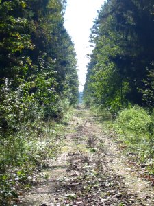 Mytishi-Pirogovo railway line 4545 (45)