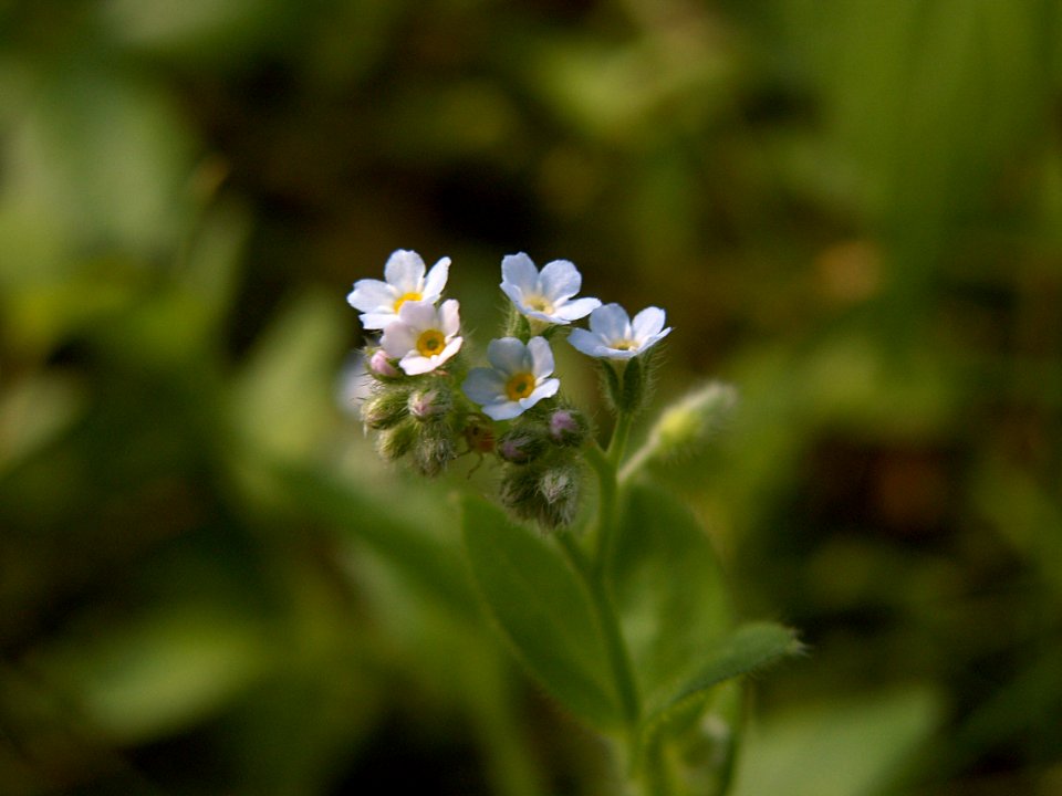 Myosotis laxa, 2015-06-12, Mount Lebanon, 03