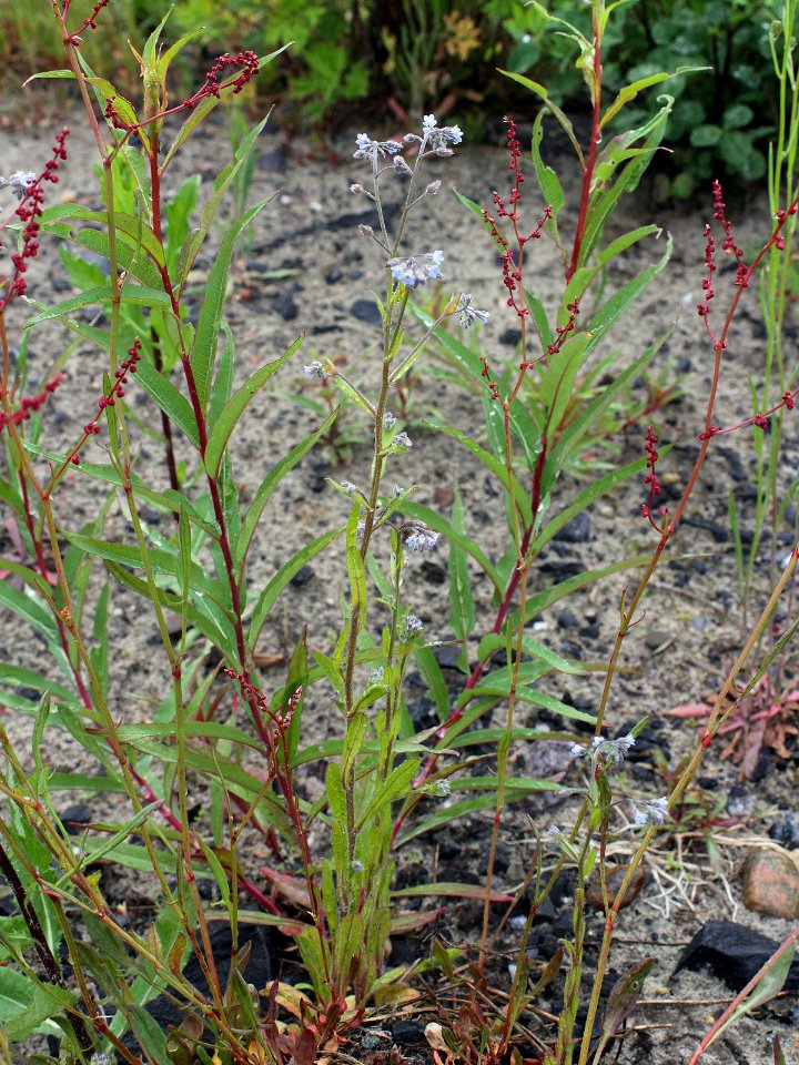 Myosotis arvensis Oulu, Finland 14.06.2013