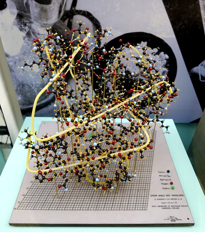 Myoglobin protein model, created by Dr. John Kendrew and technician at Cambridge University, 1965 - National Museum of American History - DSC00018