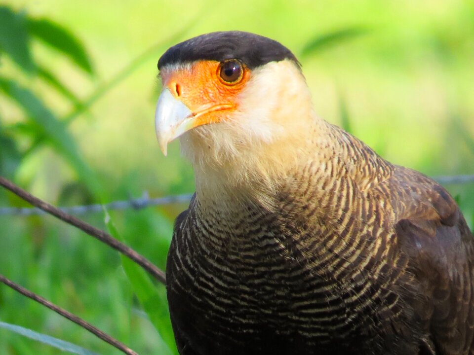 Carcara caracara nature