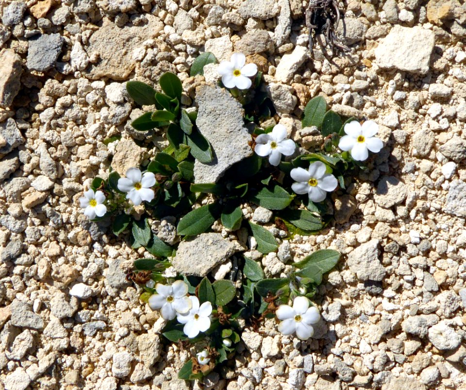 Myosotis colensoi 11869686