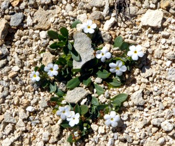 Myosotis colensoi 11869686