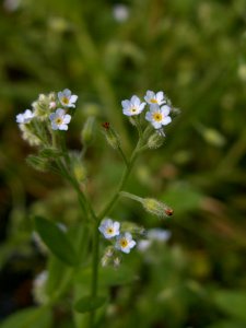Myosotis laxa, 2015-06-12, Mount Lebanon, 01