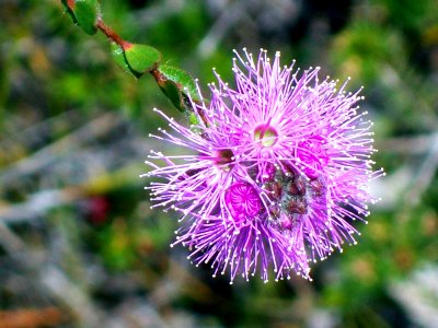 Myrtle flower purple Bairne Track