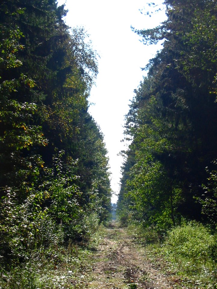 Mytishi-Pirogovo railway line 4343 (43)