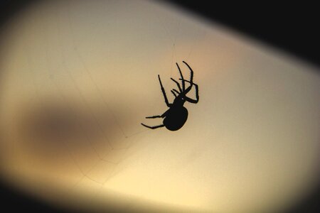 Spider spider's web brown night