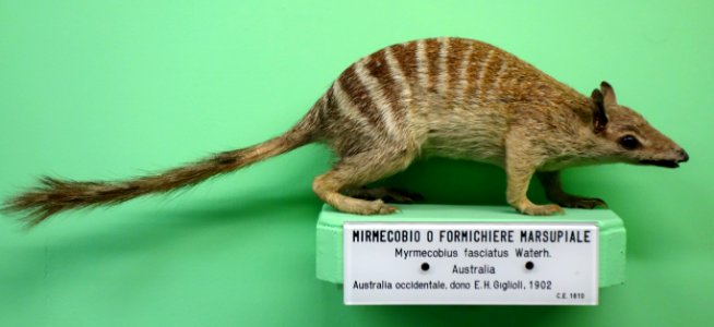 Myrmecobius fasciatus - Museo Civico di Storia Naturale Giacomo Doria - Genoa, Italy - DSC02993