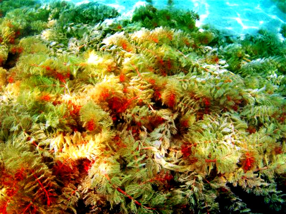 Myriophiles