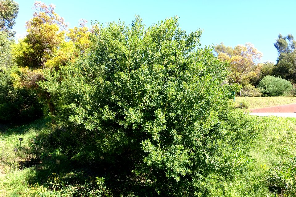 Myoporum tetrandrum - Jardín Botánico de Barcelona - Barcelona, Spain - DSC08978