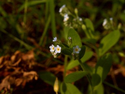 Myosotis laxa, 2015-06-12, Mount Lebanon, 07