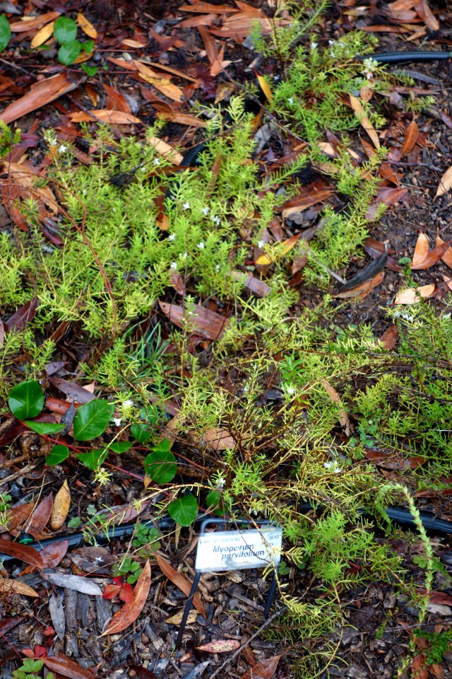 Myoporum parvifolium - UC Santa Cruz Arboretum - DSC07387