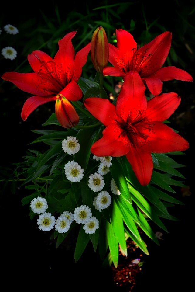 Garden blooming flowering