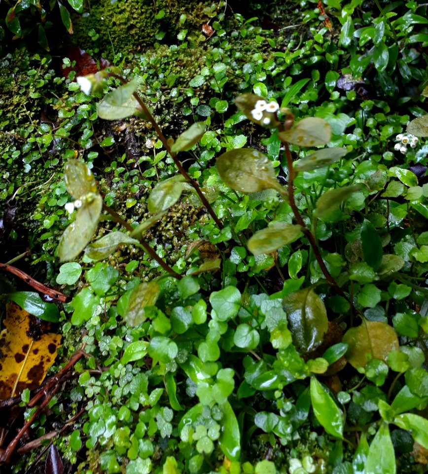 Myosotis forsteri 12936439