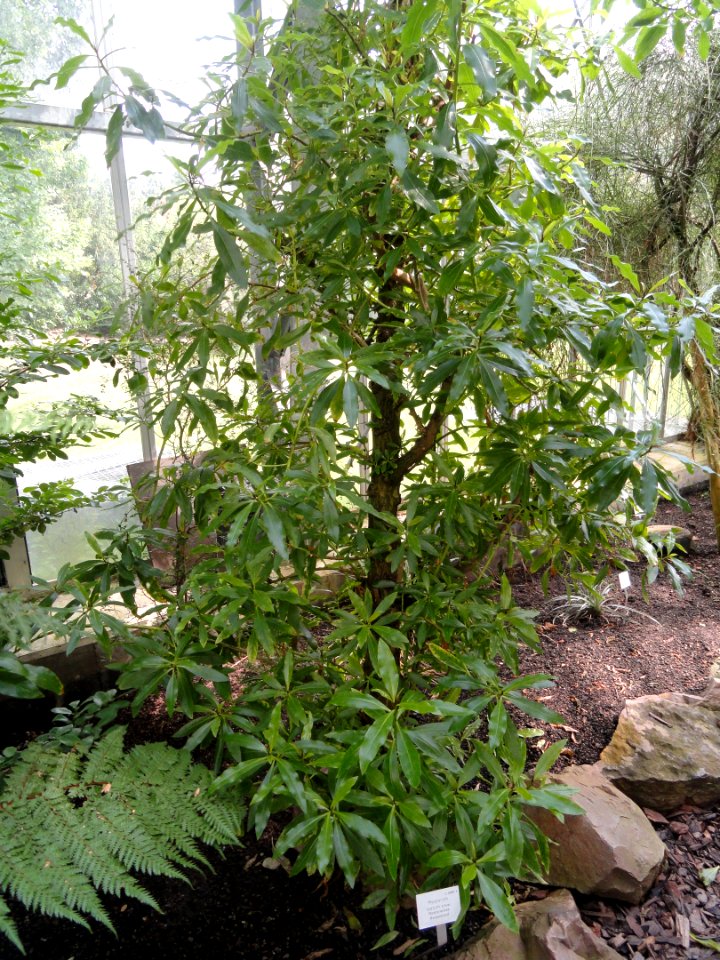 Myoporum laetum - Palmengarten Frankfurt - DSC01919