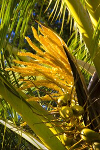Coconut palm blooms