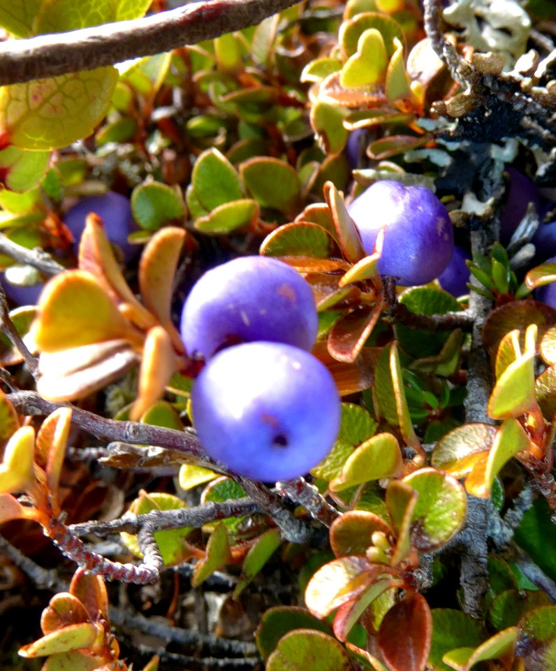 Myrsine nummularia3 by Peter de Lange