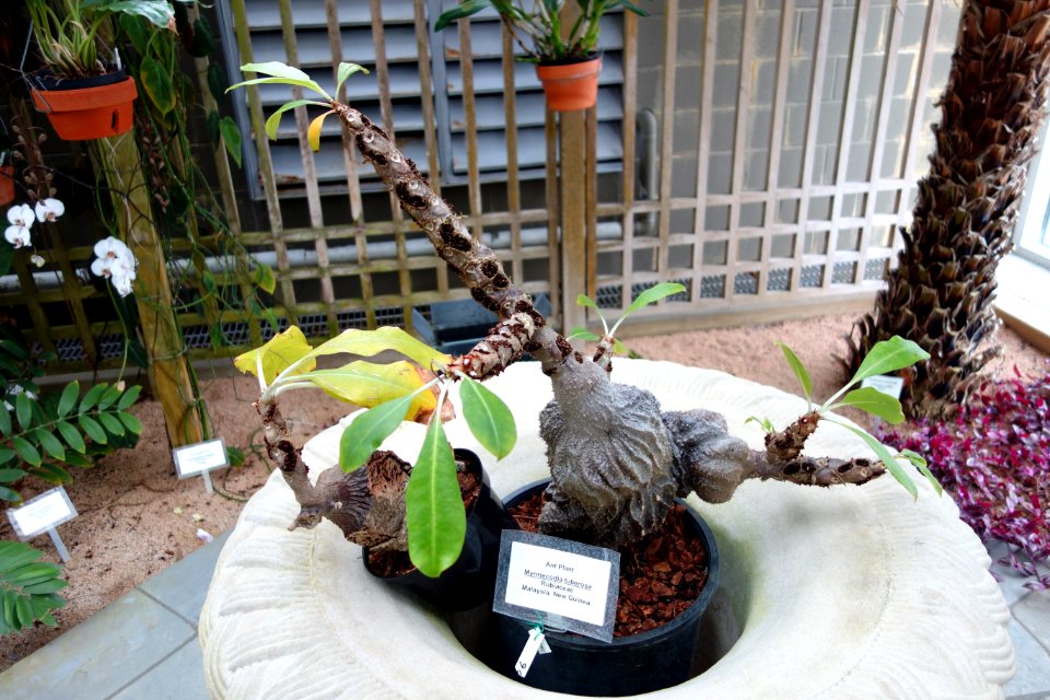 Myrmecodia tuberosa - C. Fred Edwards Conservatory - Huntington Museum of Art - DSC05532