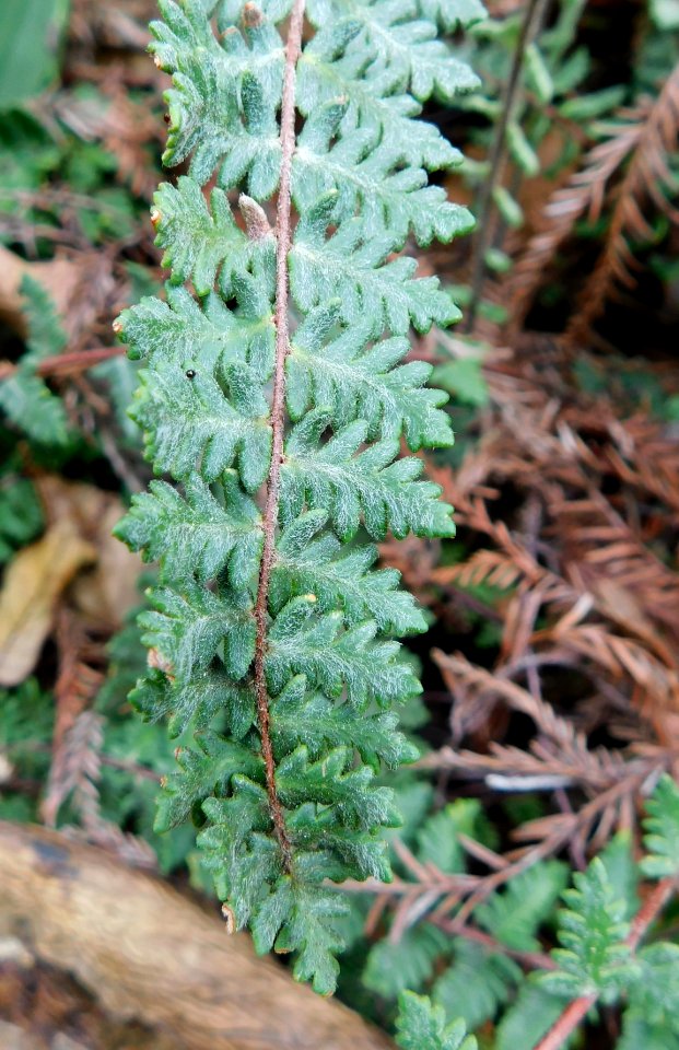 Myriopteris aurea
