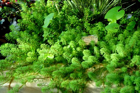 Myriophyllum aquaticum - Victoriahuset, Bergianska trädgården - Stockholm, Sweden - DSC00270
