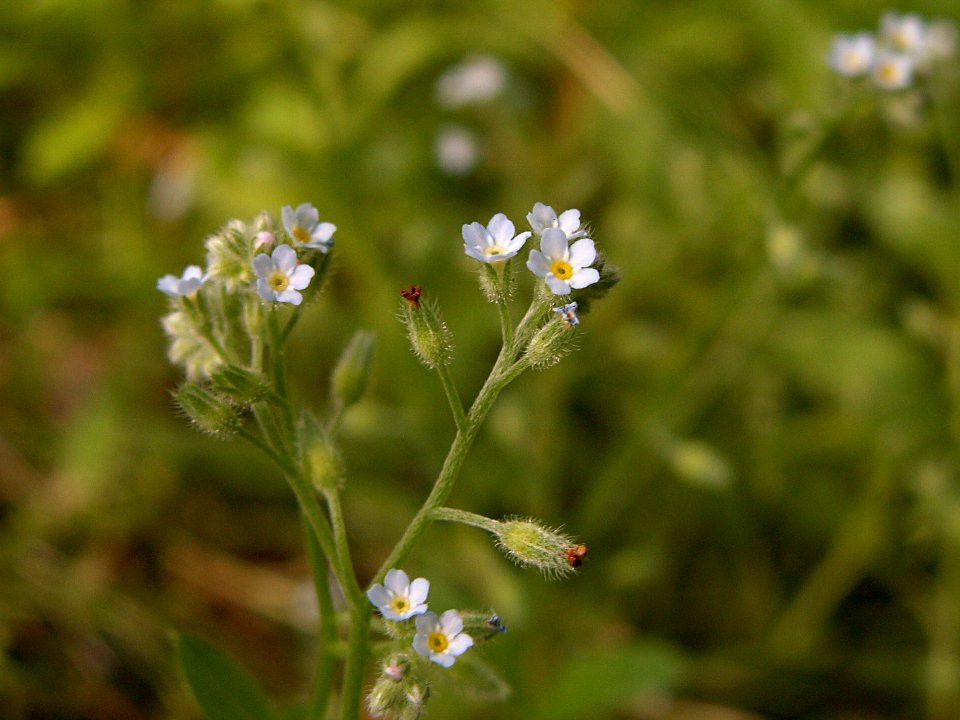 Myosotis laxa, 2015-06-12, Mount Lebanon, 02