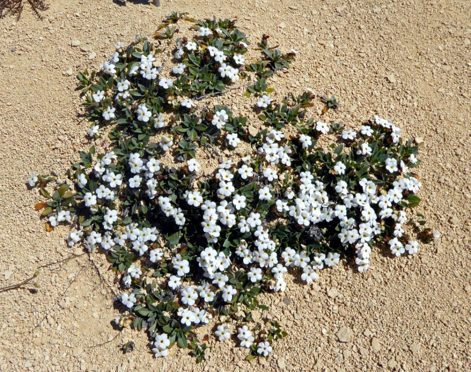 Myosotis colensoi 11883476