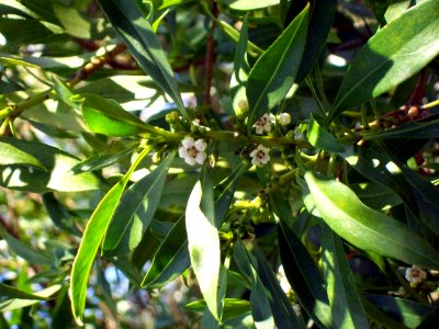 Myoporum acuminatum Batemans Bay