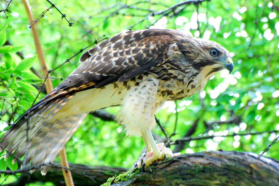 Wildlife fly bird