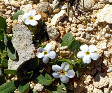 Myosotis colensoi 11869684