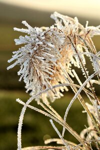 Autumn hoarfrost frozen photo