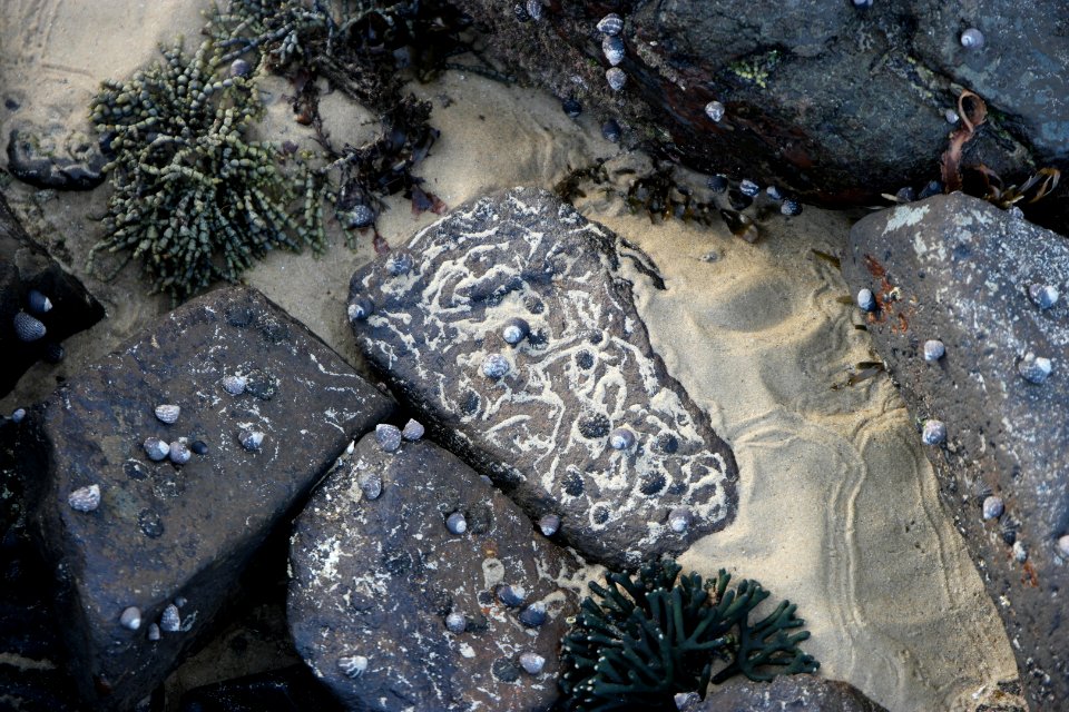Mystery Bay, Eurobodalla National Park, New South Wales, Australia 36