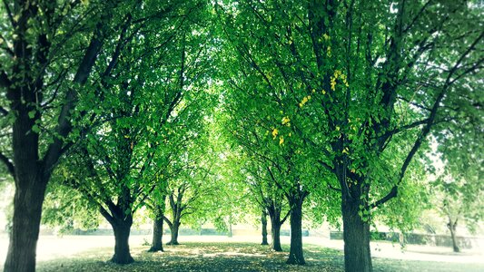 Sunlight trees trunks