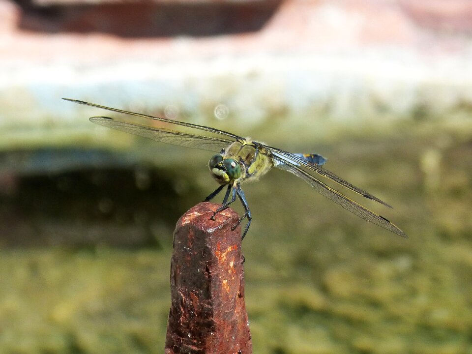 Winged insect raft orthetrum cancellatum